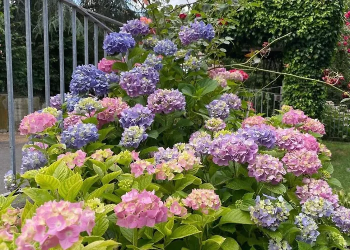 Ferrari Serramazzoni