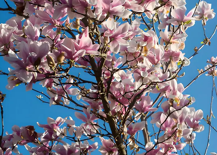 בית נופש Ferrari *